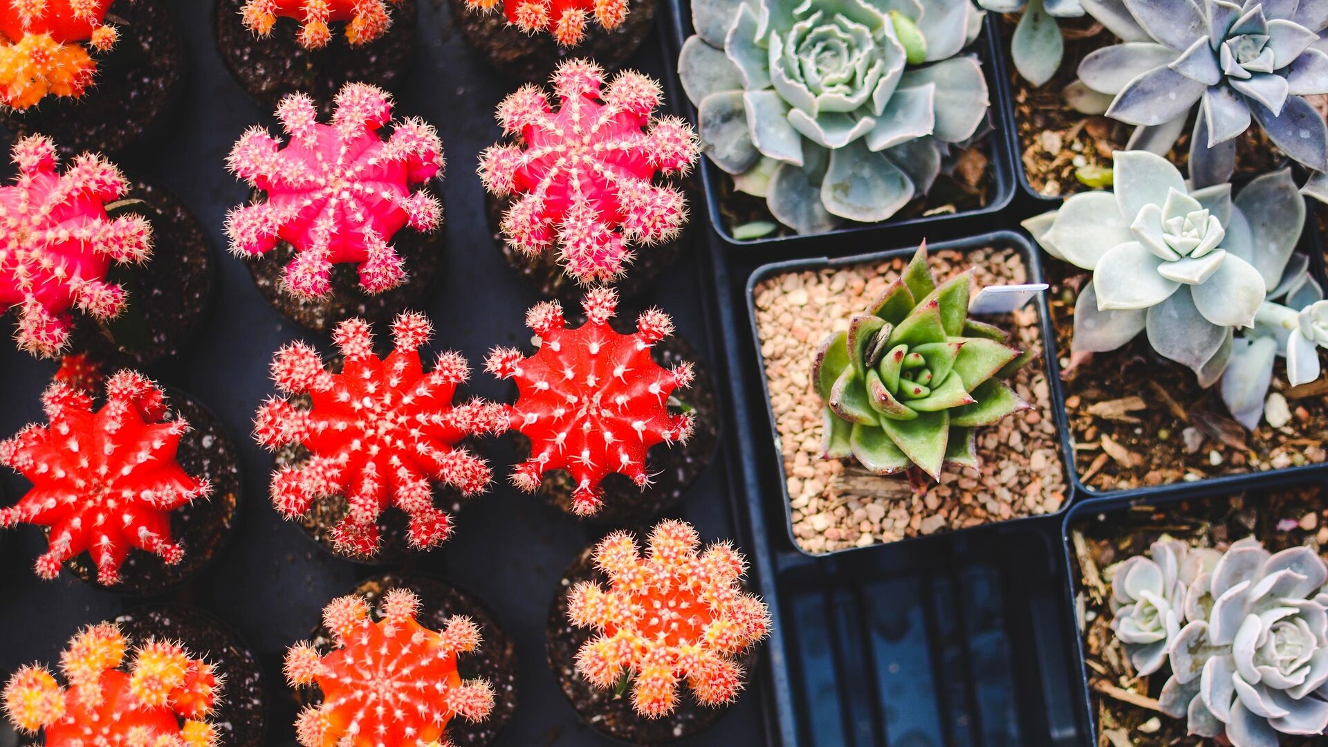 Zwischen den Jahren ist die Zeit, Neues anzupacken.