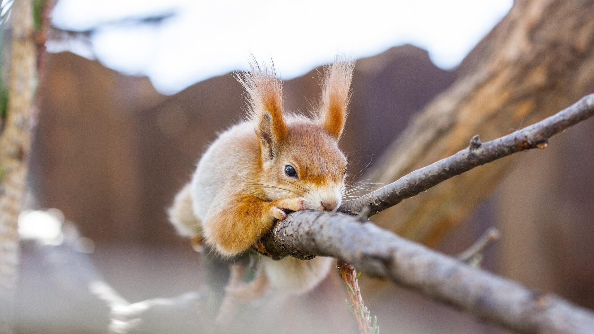 Selbst fleißige Eichhörnchen machen mal Pause.
