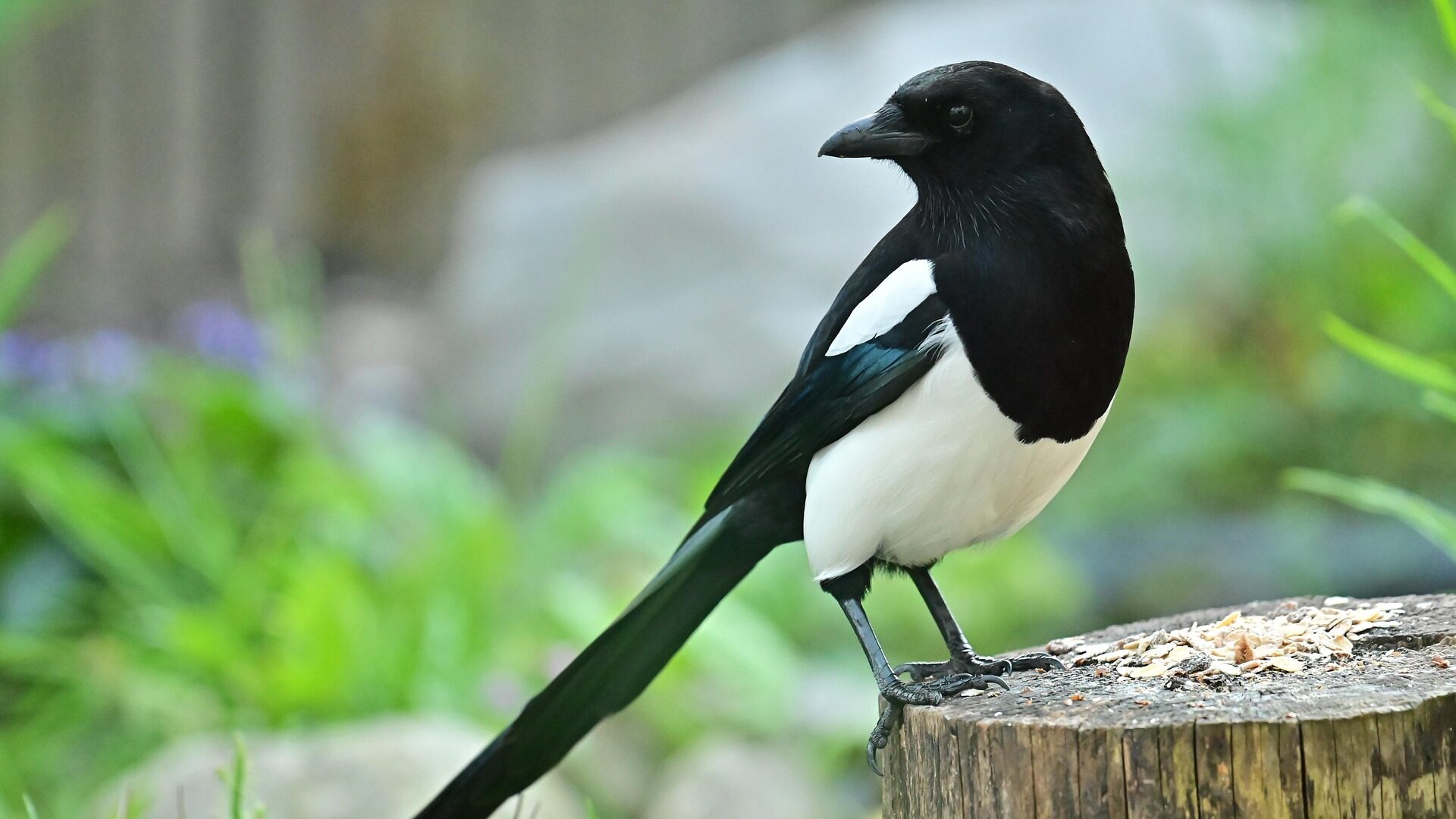 Rabenvögel - schlauer als wir denken. 10 faszinierende Fakten 2 Auch die heimische Elster gehört zu den Rabenvögeln.