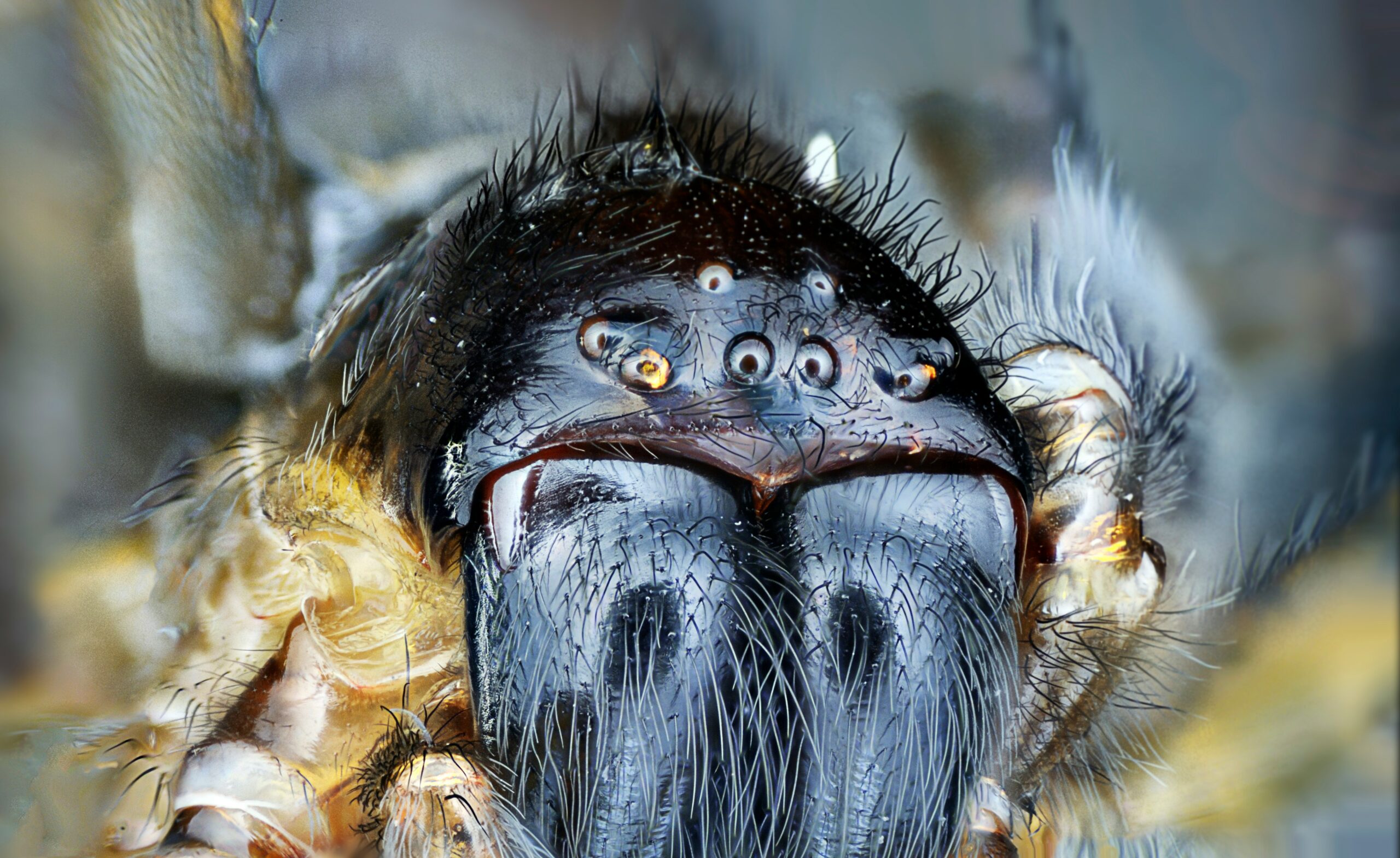 Nosferatu Spinne Im Fokus 10 Krasse Fakten In Der bersicht Nosferatu Spinne Im Fokus 10 Krasse Fakten In Der bersicht