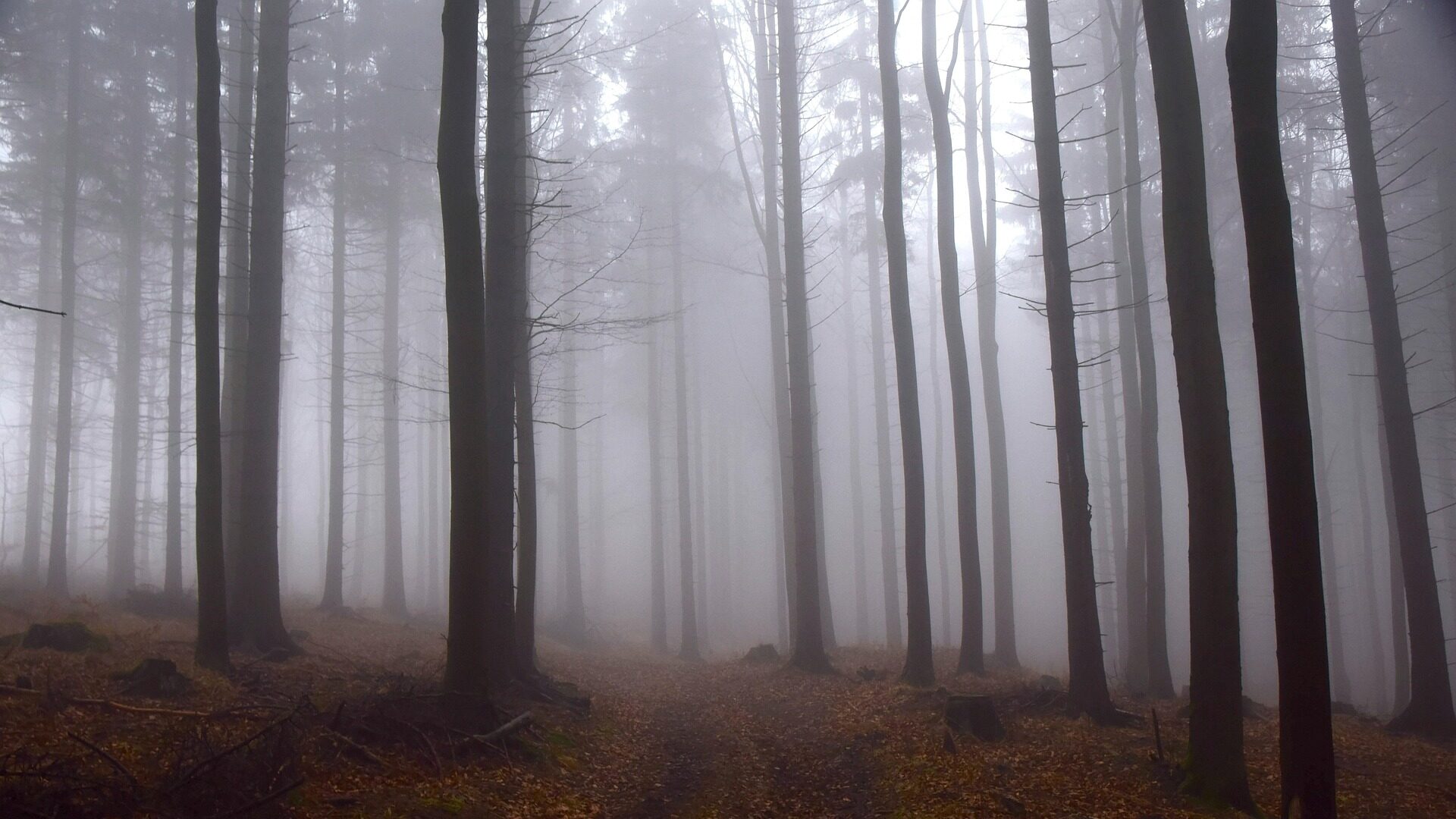 Deutsche Gedichte - 20 kaum bekannte Perlen deutscher Lyrik 4 Nebel