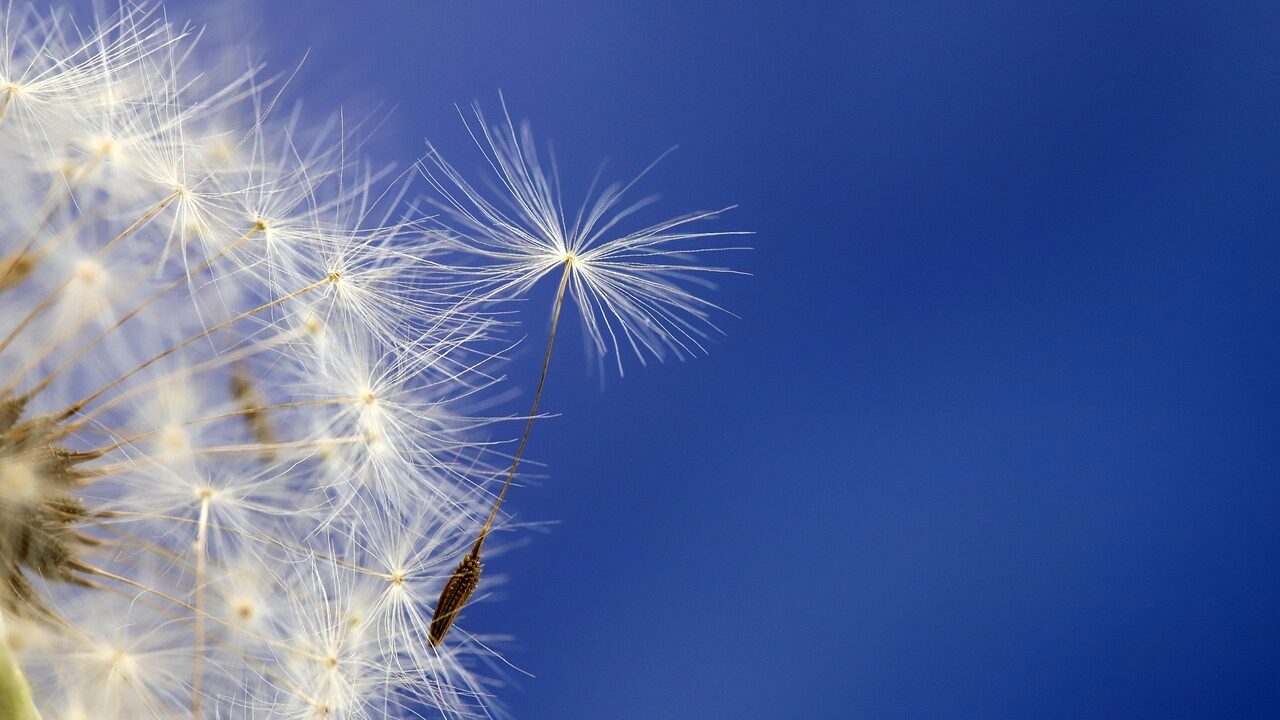 Pusteblume
