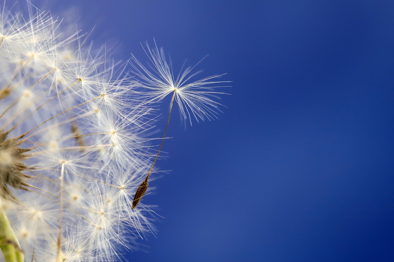 pusteblume