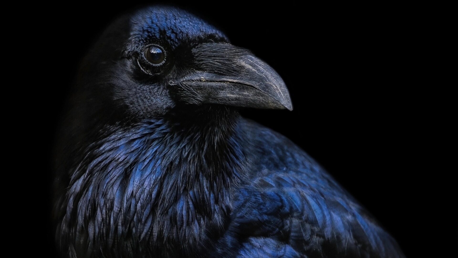 Rabenvögel - schlauer als wir denken. 10 faszinierende Fakten 1 Rabe in Nahaufnahme.