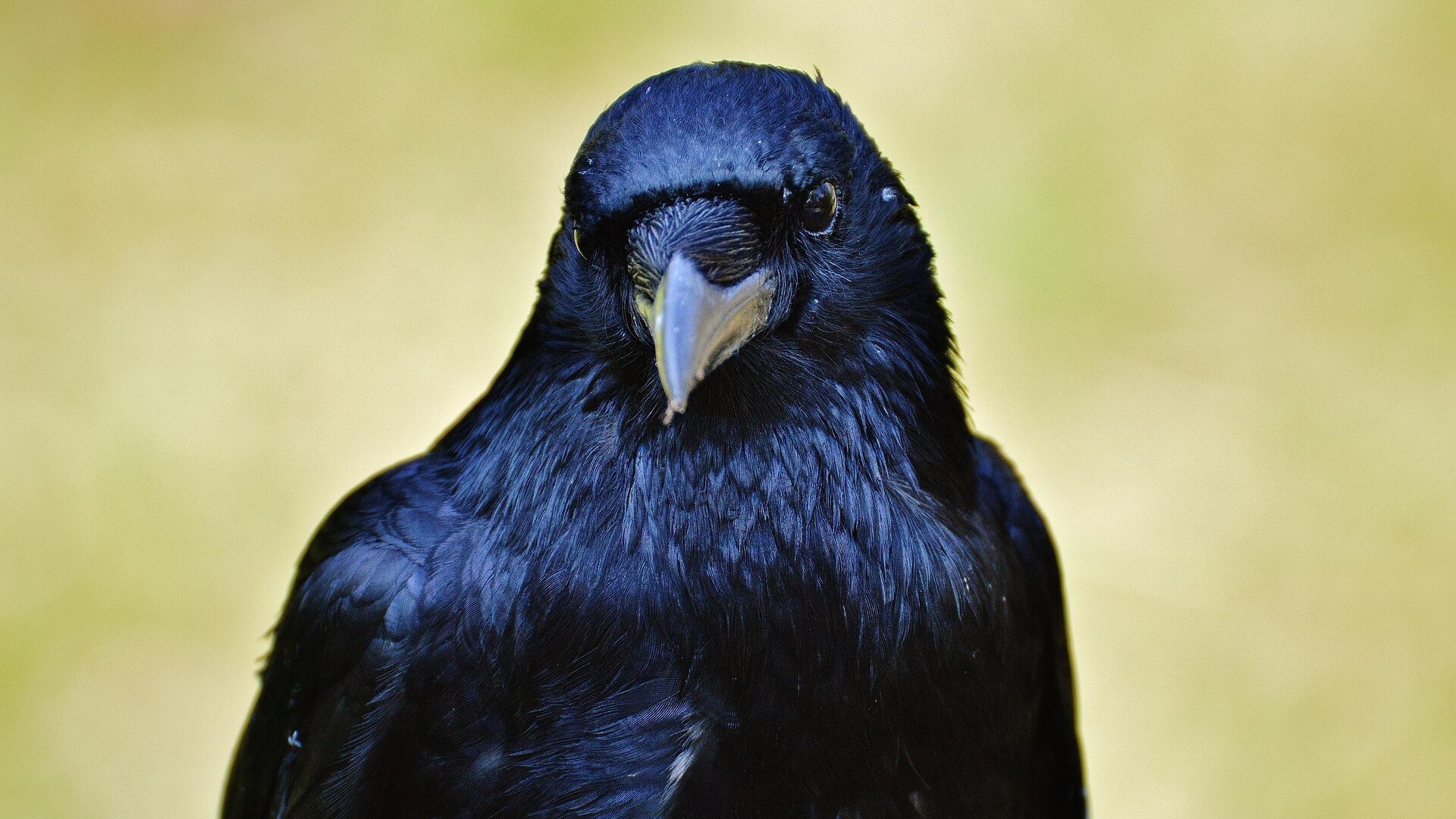Rabenvögel - schlauer als wir denken. 10 faszinierende Fakten 3 Das schwarze Gefieder leuchtet in der Sonne oft stahlblau oder grün.