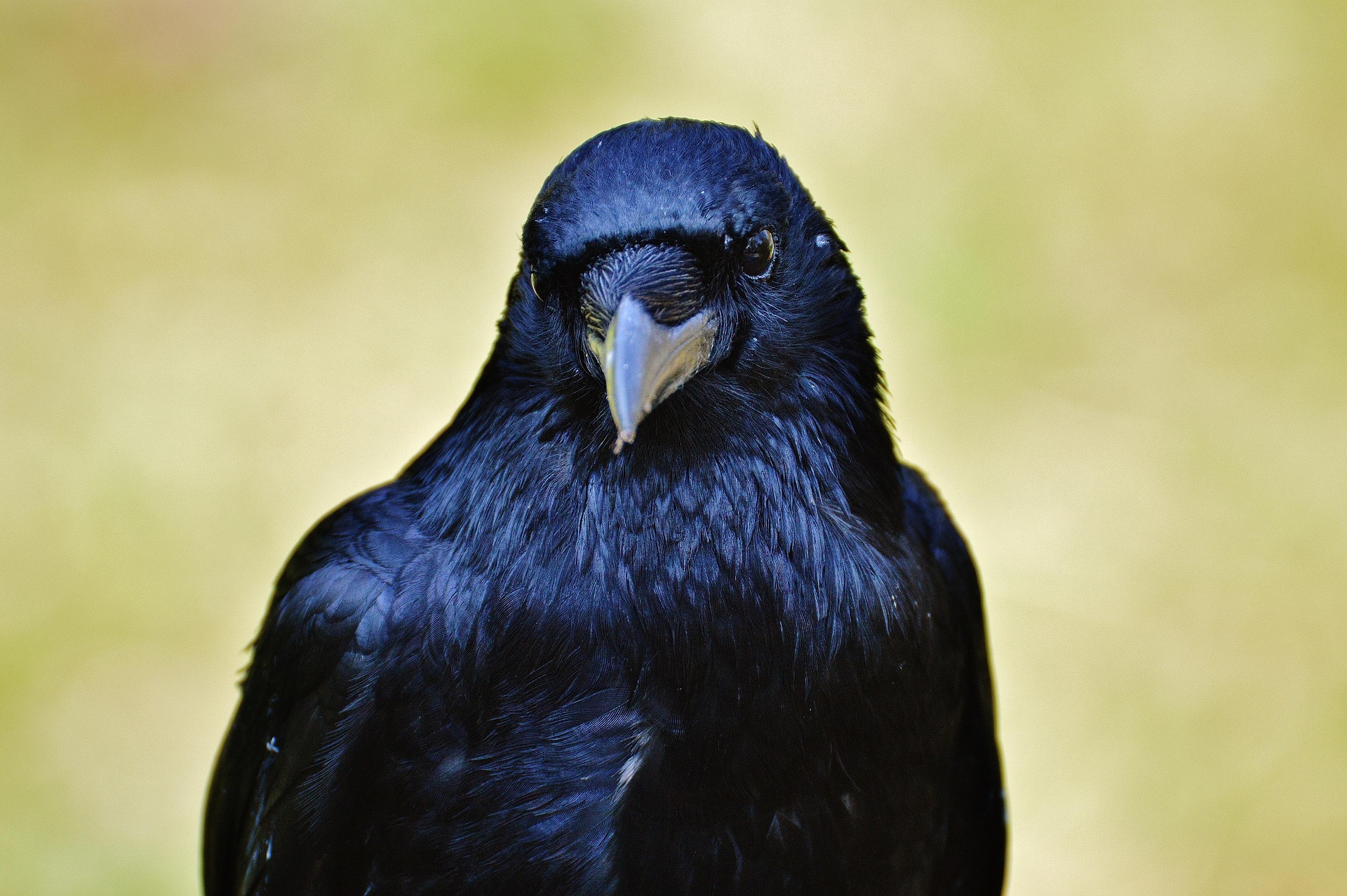 rabe portrait