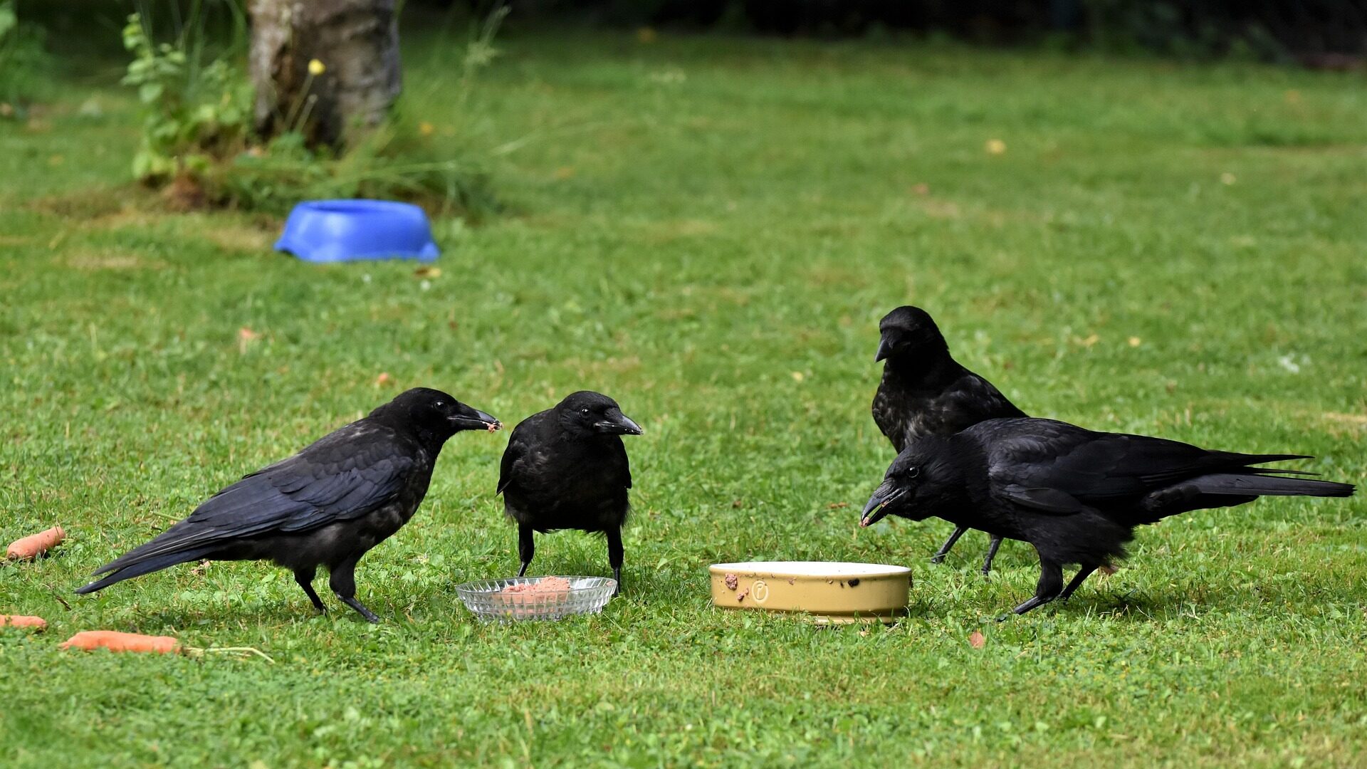 Rabenvögel - schlauer als wir denken. 10 faszinierende Fakten 4 Raben sind keine Einzelgänger.