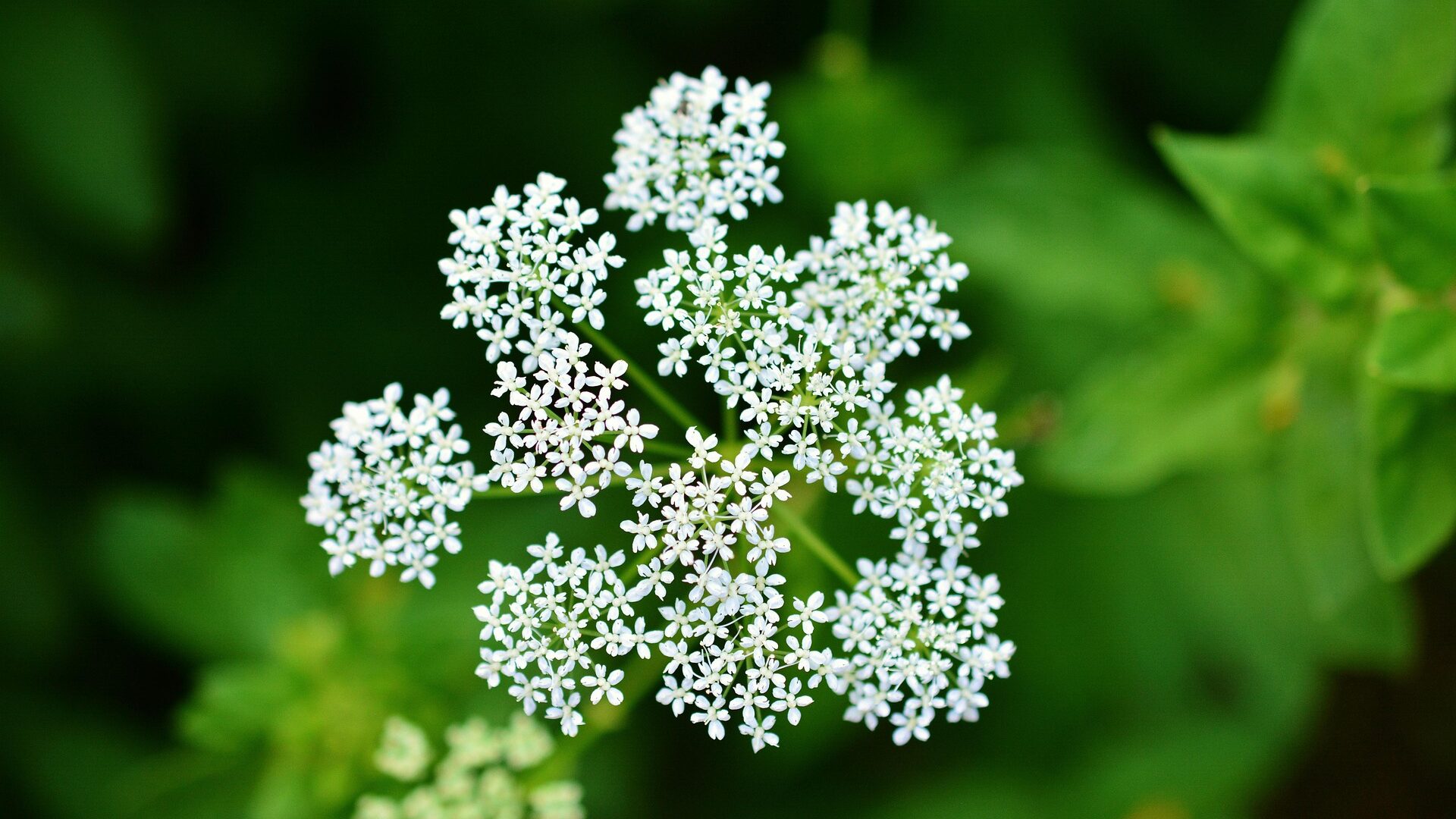 Pflanzenheilkunde: Die Heilkraft der Natur entdecken 1 schafgarbe edited