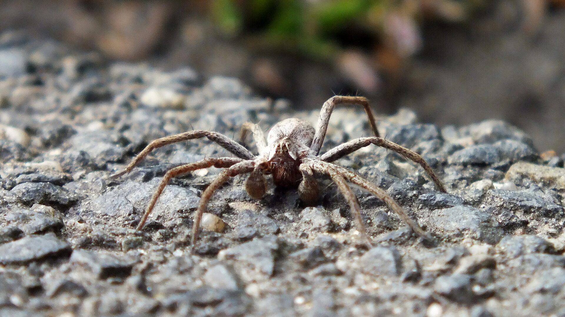 Nosferatu Spinne Im Fokus 10 Krasse Fakten In Der bersicht Nosferatu Spinne Im Fokus 10 Krasse Fakten In Der bersicht