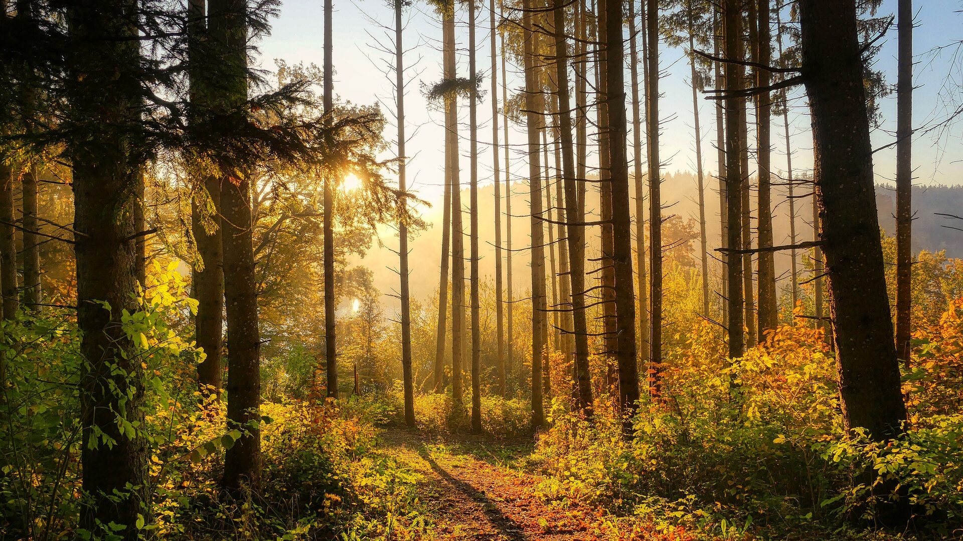 Ein Waldspaziergang tut Wunder für die Gesundheit und zum Ausspannen.