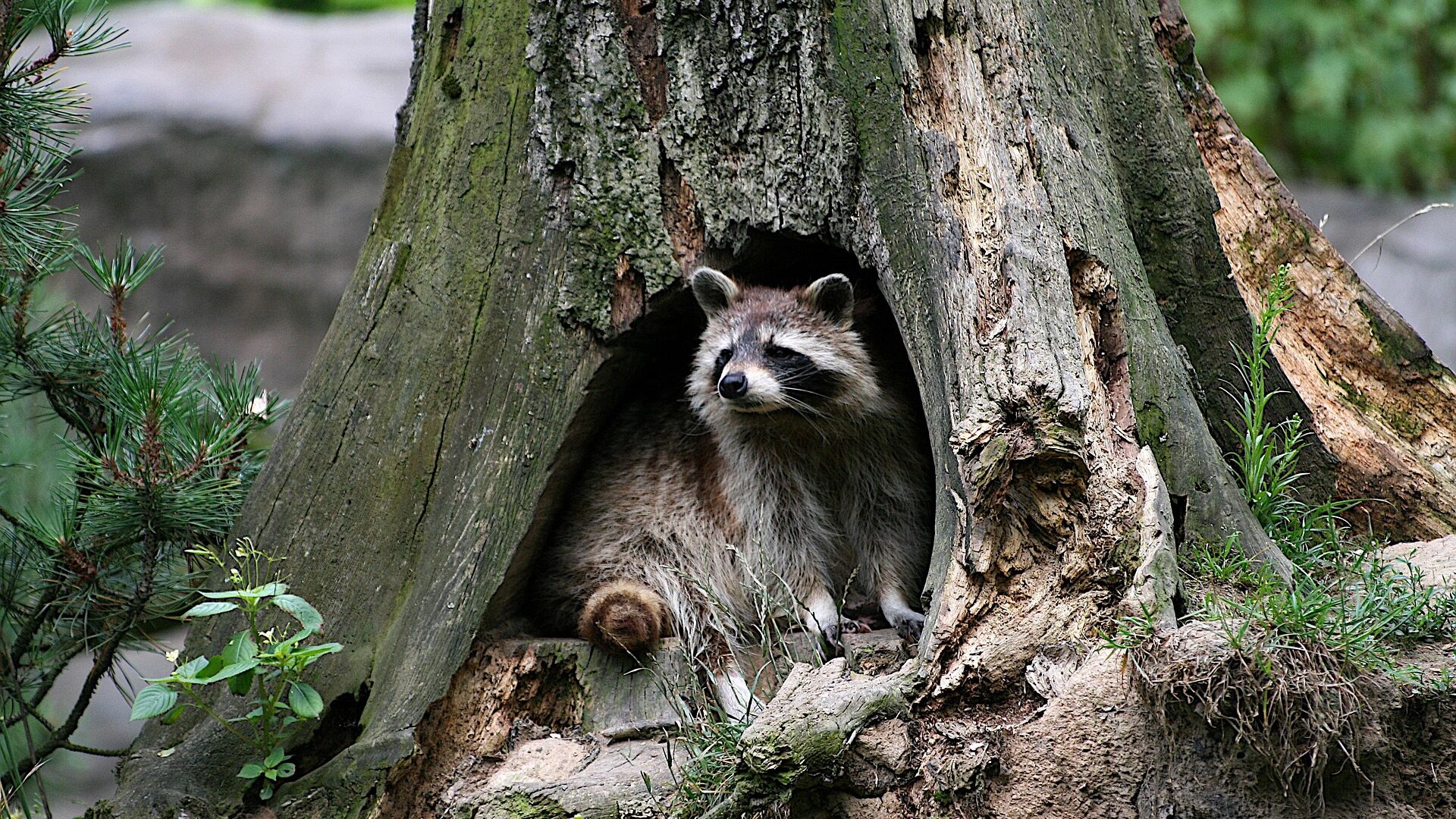 10 Fakten zu Waschbären - putzige und freche Schlaumeier 1 Ein ausgewachsener Waschbär in einer Baumhöhle.