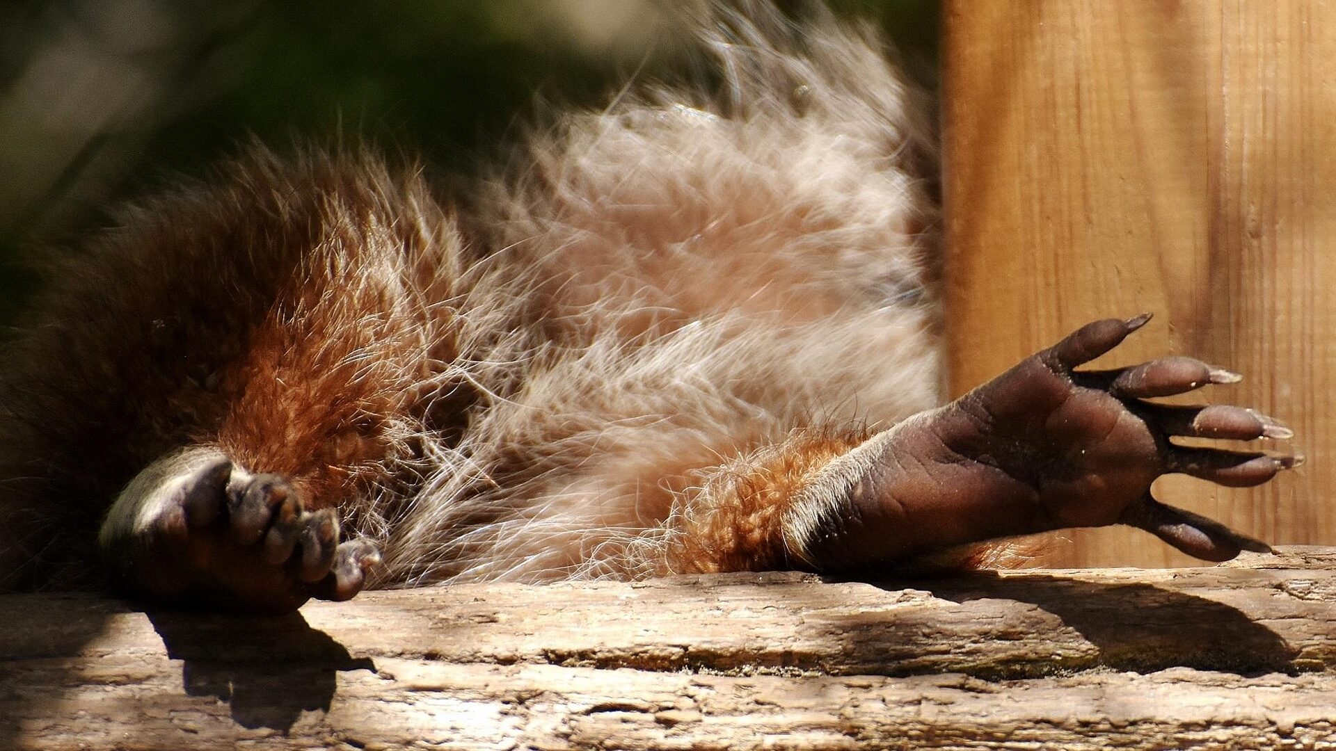 10 Fakten zu Waschbären - putzige und freche Schlaumeier 2 Äußerst bewegliche und geschickte Pfoten.